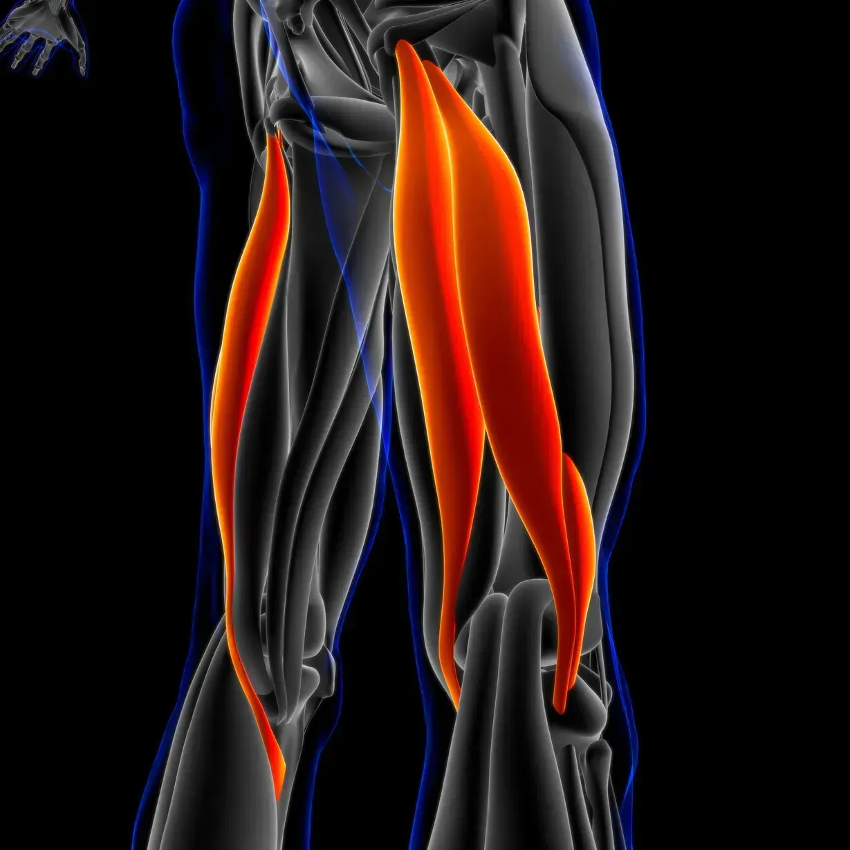 biceps femoris, semitendinosus, semimembranosus